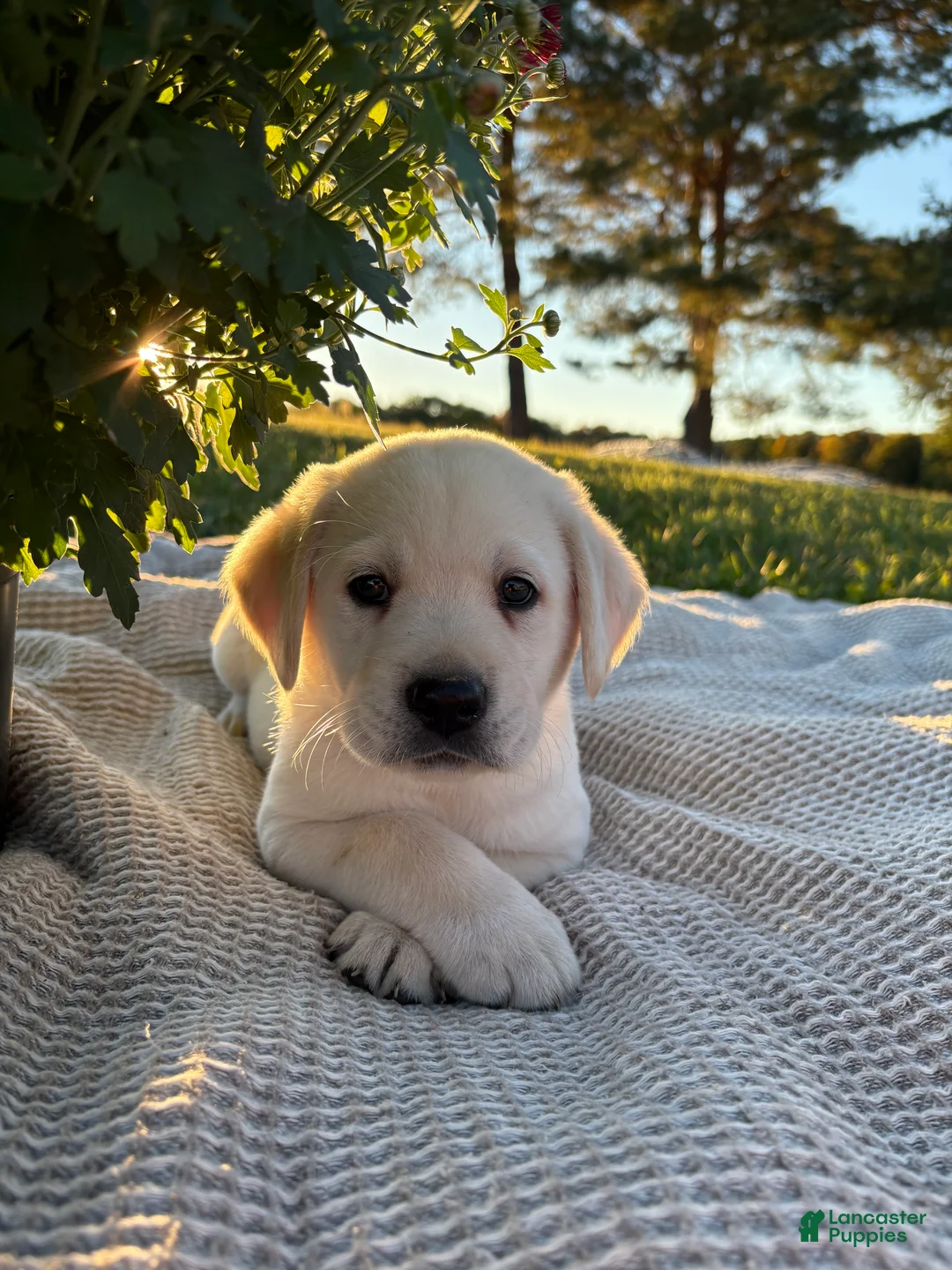 Labrador Retriever dogs for sale: Brooks - Ad 2