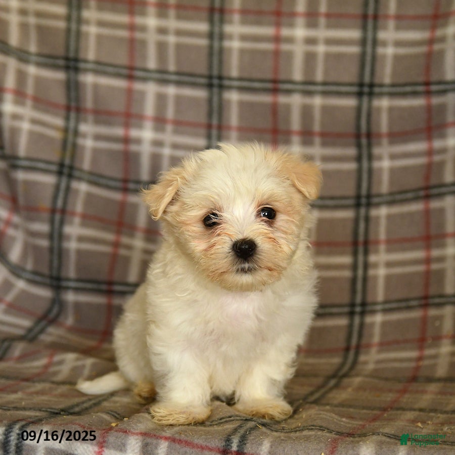 Maltese Puppy Fully Brown Full Hair Puppy Full Grown Do Maltese