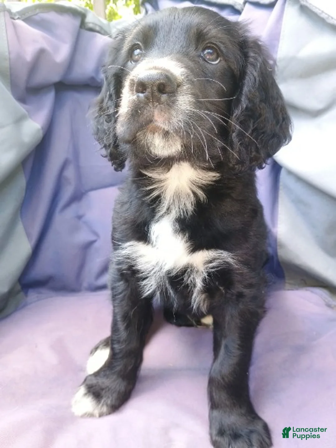 Mixed Breed dogs for sale: Robin - Ad 2