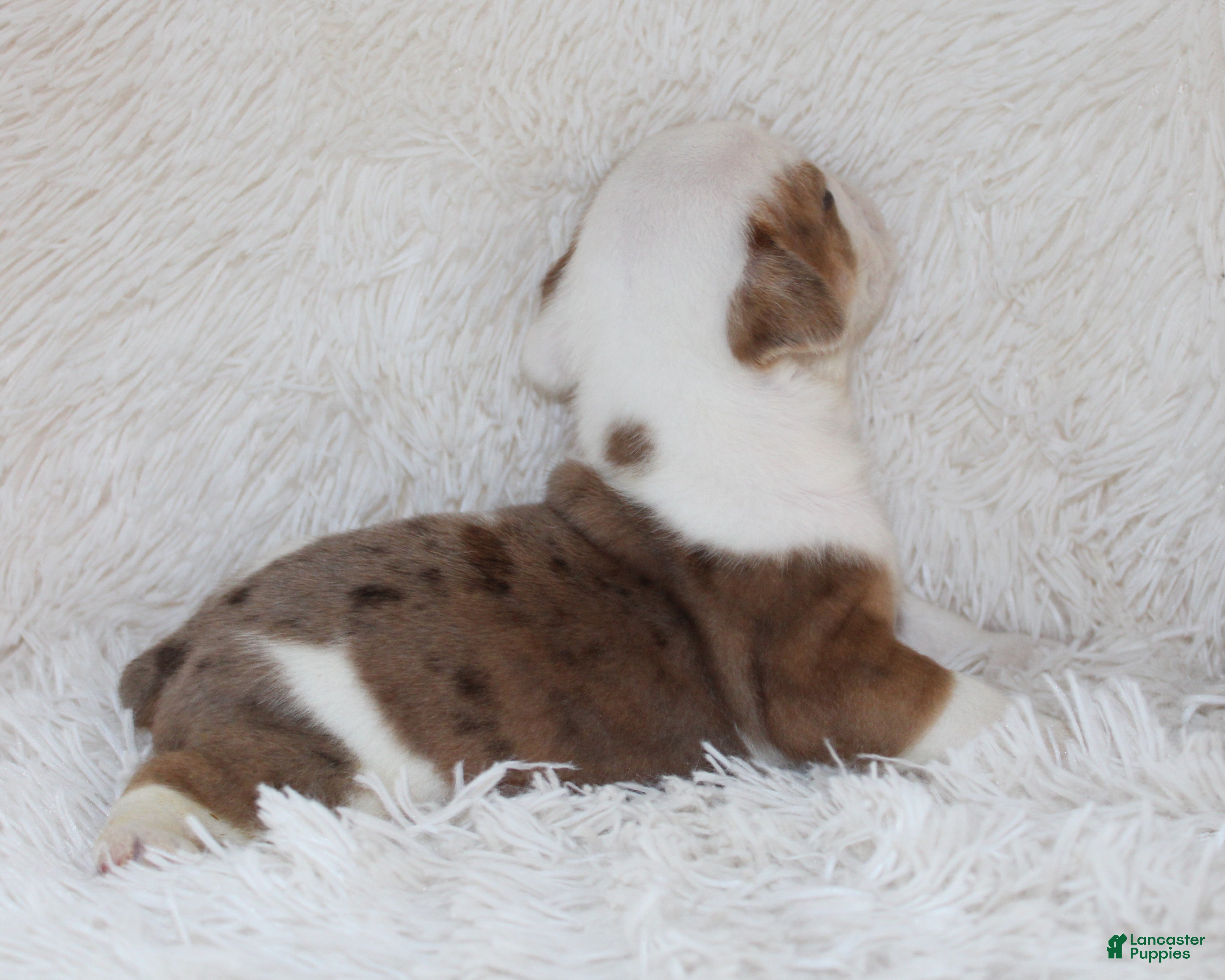 English Bulldog dogs Henry - Ad 2