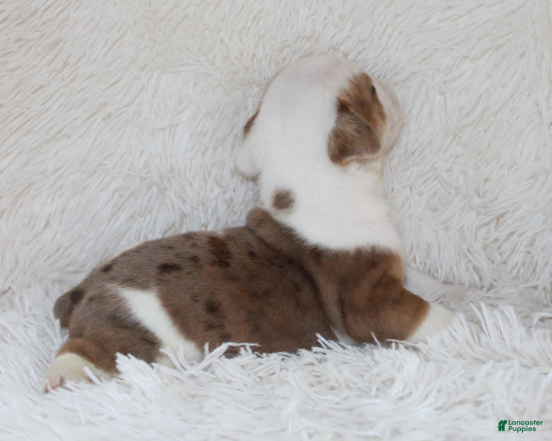 English Bulldog dogs for sale: Henry - Ad 2