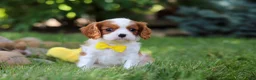 Cavalier King Charles Spaniel dogs for sale: Benji - Ad 6