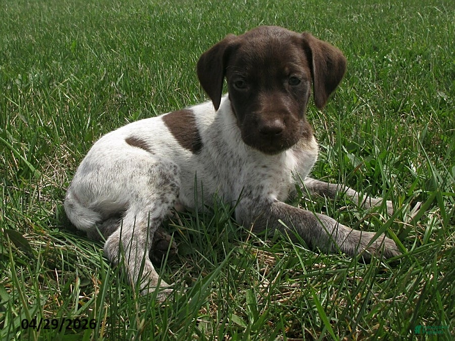 German Shorthaired Pointer dogs Kimberly - Ad 2