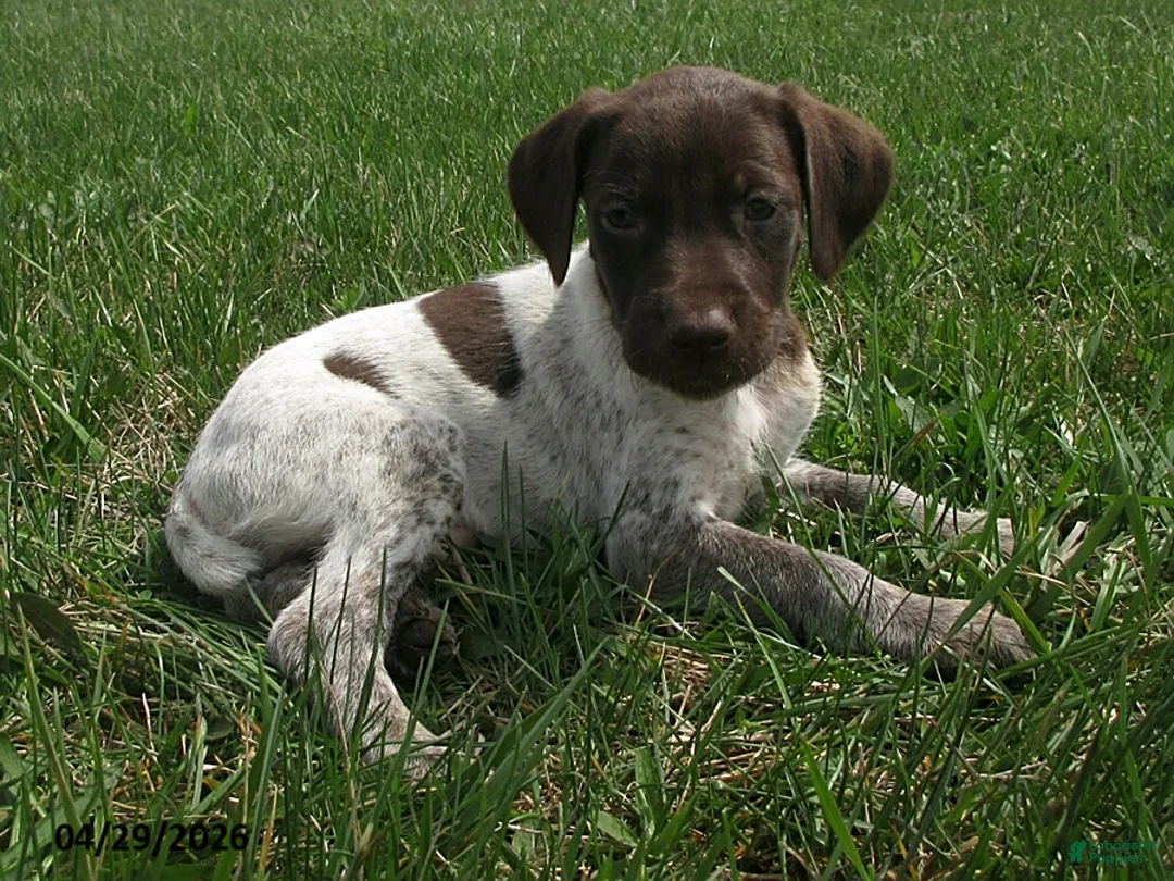 German Shorthaired Pointer dogs for sale: Kimberly - Ad 2