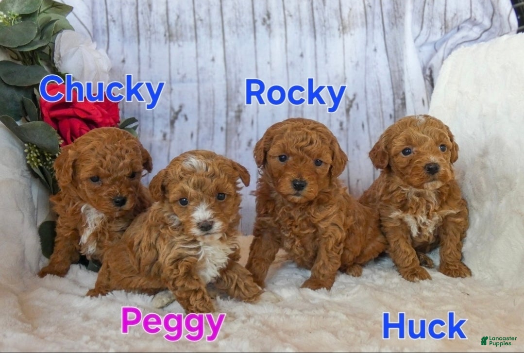 Miniature Poodle dogs Peggy - Ad 7
