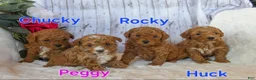 Miniature Poodle dogs for sale: Peggy - Ad 1