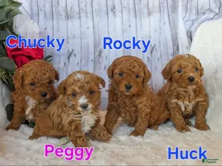 Miniature Poodle dogs Peggy - Ad 7