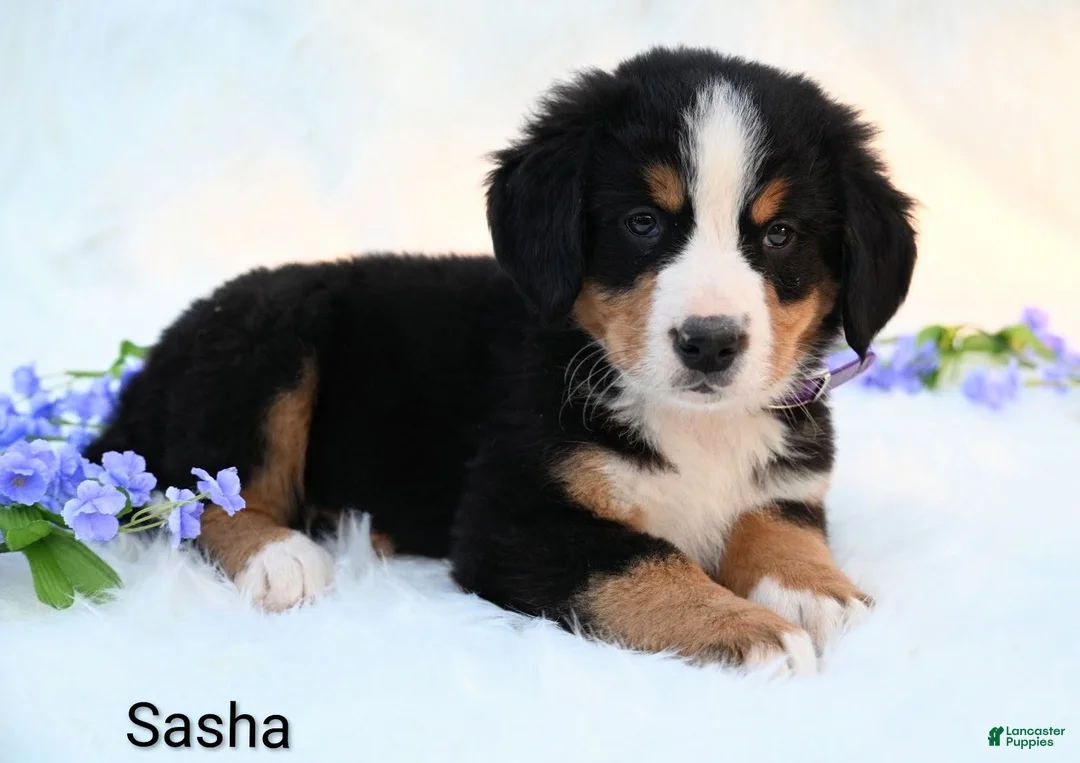 Bernese Mountain Dog dogs for sale: Sasha  - Ad 4