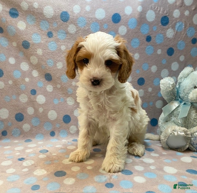 Cavapoo dogs Ernie - Ad 1