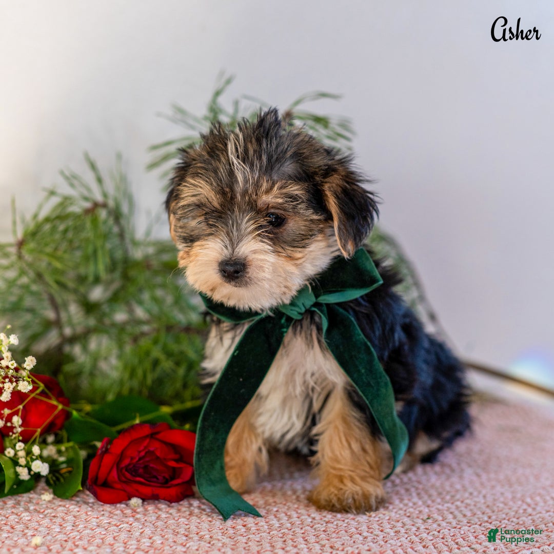 Morkie dogs for sale: Asher  - Ad 3