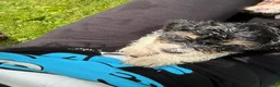 Mixed Breed dogs for sale: Baxter - Ad 15