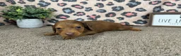 Miniature Dachshund dogs for sale: Miniature Dachshund 1 - Ad 9
