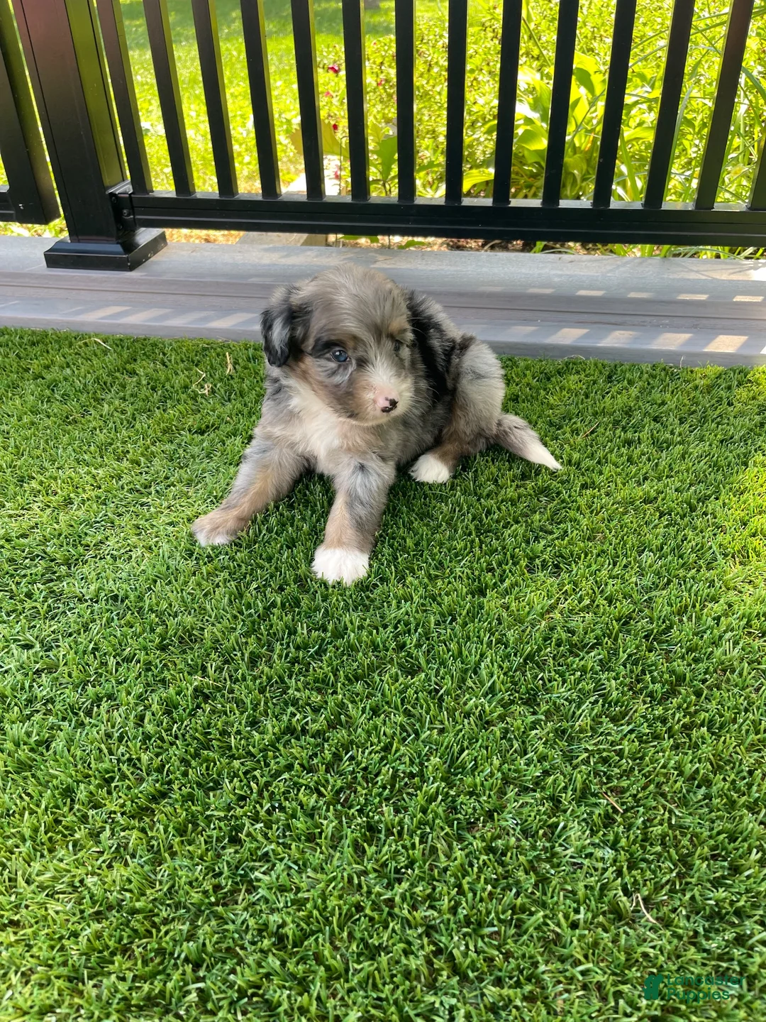 Mini Bernedoodle dogs for sale: Jesse mini - Ad 2