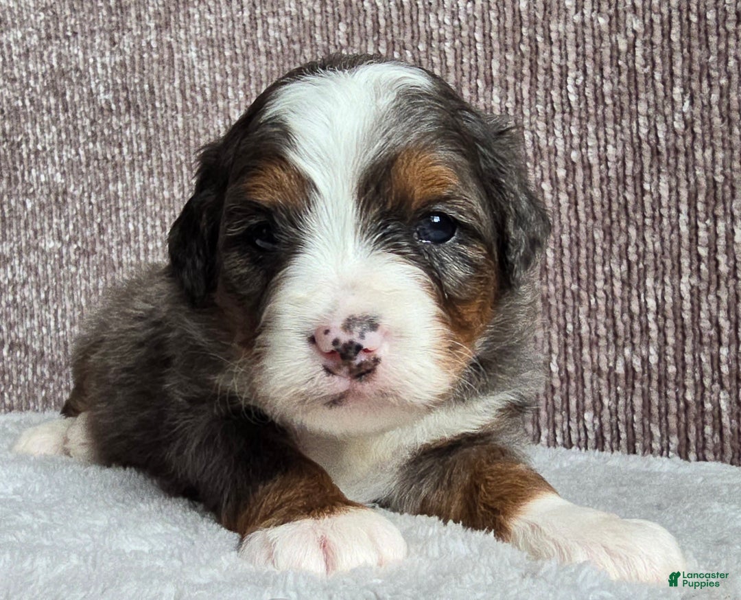 Mini Bernedoodle dogs for sale: Mini Sophie - Ad 7