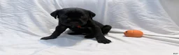 Cane Corso dogs for sale: Cain AKC red collar - Ad 16