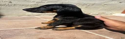 Doberman Pinscher dogs for sale: Doberman Pinscher 1 - Ad 7