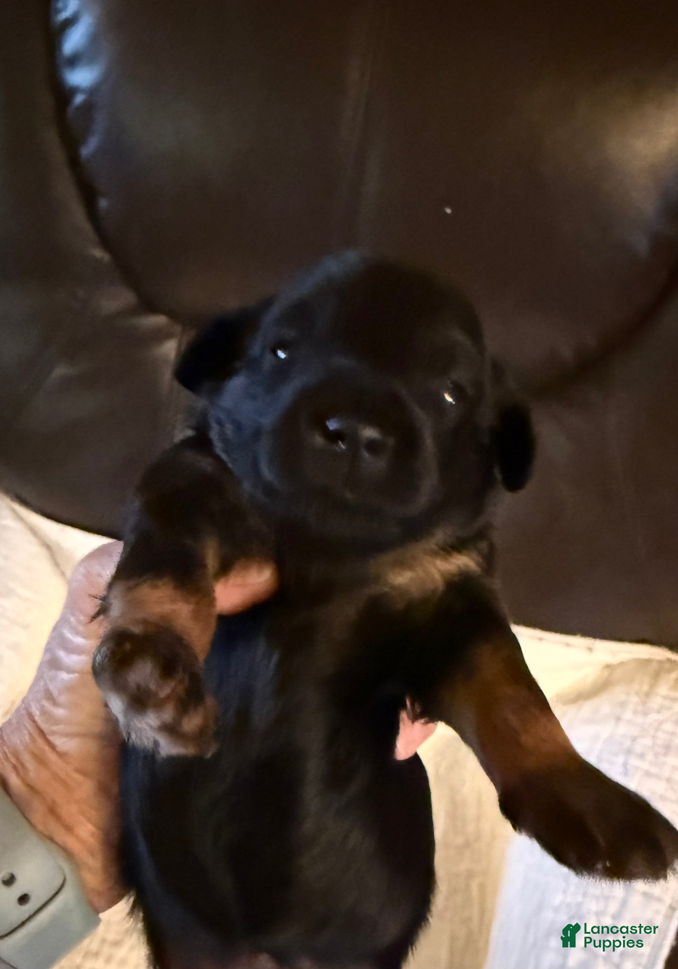 Mini Goldendoodle dogs Mini Goldendoodle Puppy 4 - Ad 5