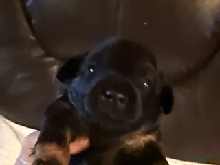 Mini Goldendoodle dogs Mini Goldendoodle Puppy 4 - Ad 5