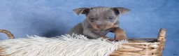 Miniature Pinscher dogs for sale: ALEX - Ad 8