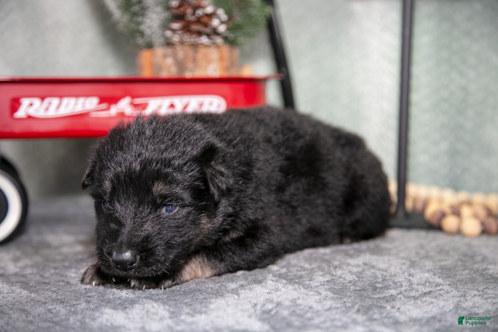 German Shepherd dogs Lucas - Ad 15