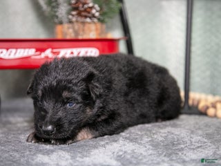 German Shepherd dogs Lucas - Ad 15