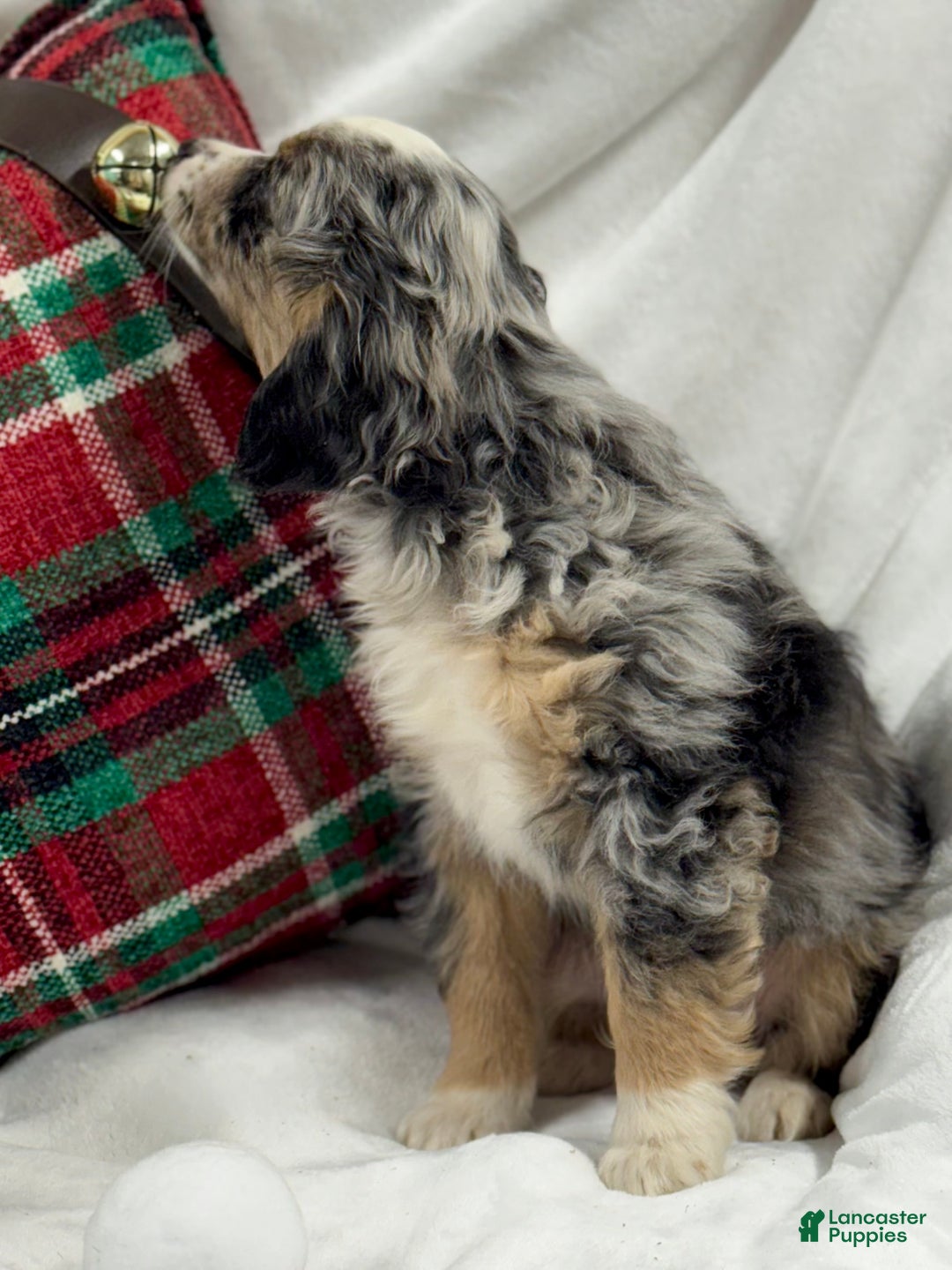 Mini Aussiedoodle dogs for sale: Kringle - Ad 4