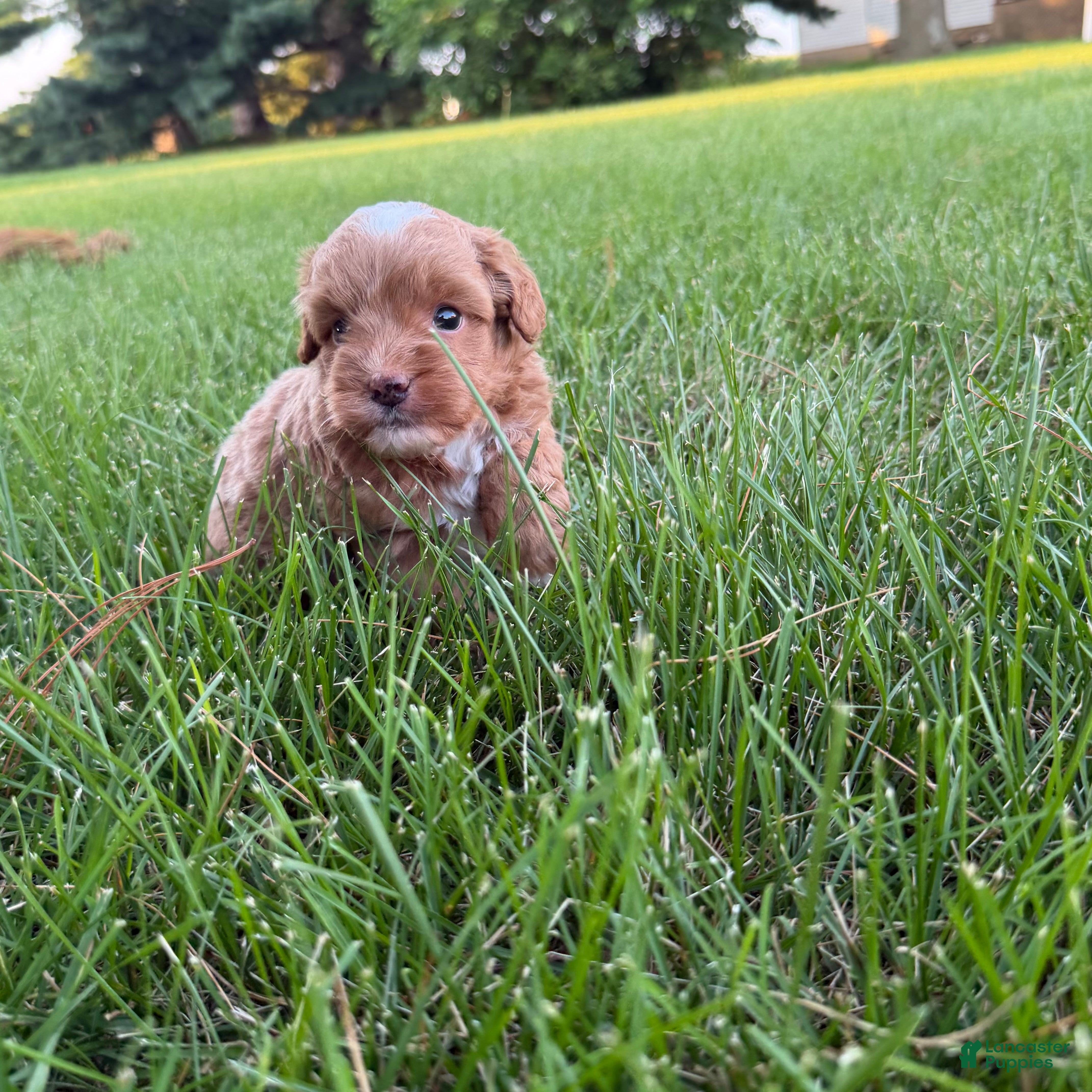 Mini Goldendoodle dogs Moose Mini Goldendoodle  - Ad 2