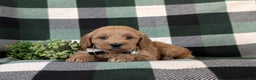 Cockapoo dogs for sale: Alonzo Hypoallergenic - Ad 5