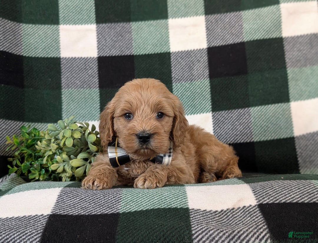 Cockapoo dogs for sale: Alonzo Hypoallergenic - Ad 5