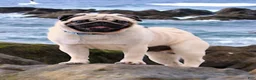 Pug dogs for sale: Champion Penny - Ad 6