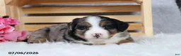 Mini Bernedoodle dogs for sale: Kaya - Ad 8
