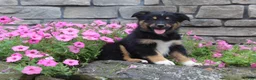 Australian Shepherd dogs for sale: Posie  - Ad 6