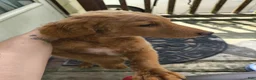 Mini Goldendoodle dogs for sale: Mini Goldendoodle Male 3 - Ad 2