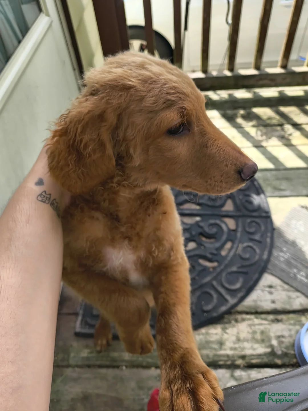 Mini Goldendoodle dogs for sale: Mini Goldendoodle Male 3 - Ad 2