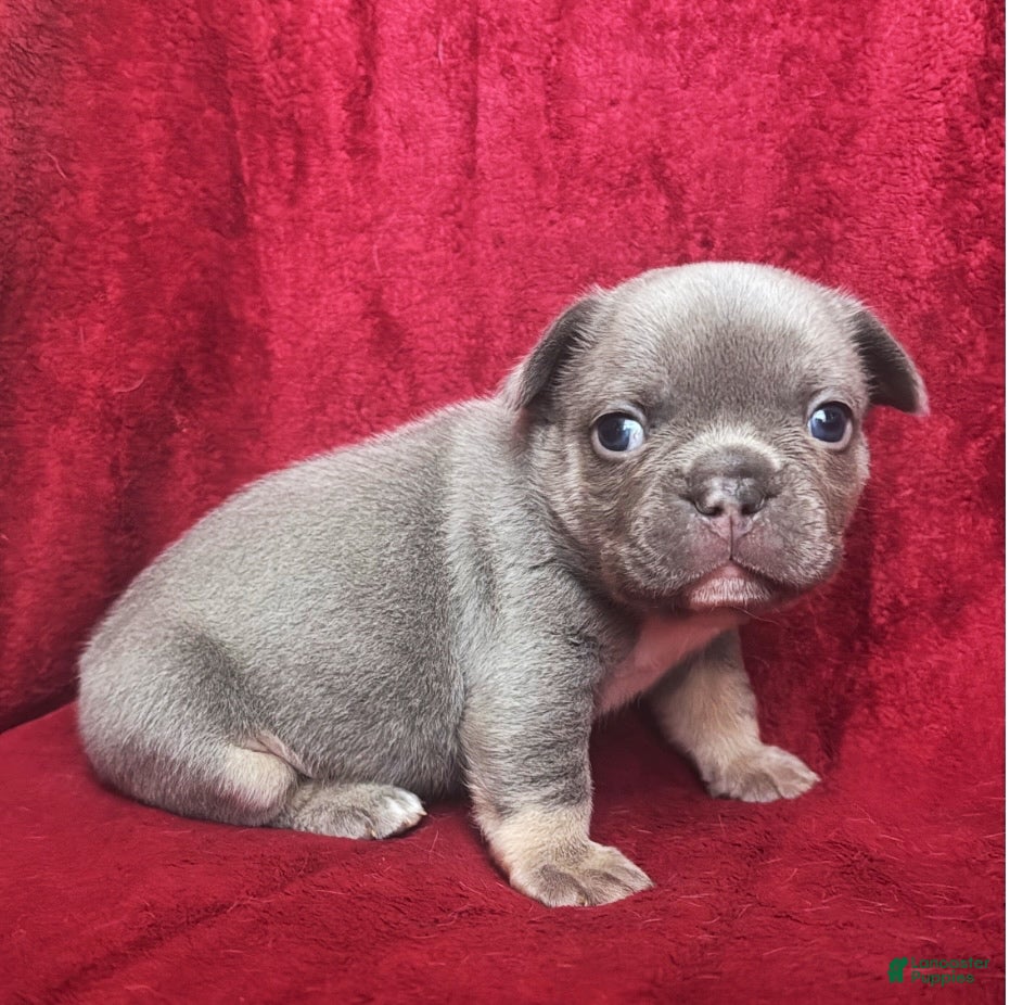 French Bulldog dogs French Bulldog Puppy 7 - Ad 1