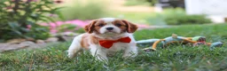 Cavalier King Charles Spaniel dogs for sale: Carter - Ad 6