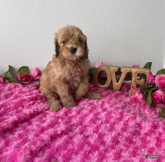 Mini Goldendoodle dogs Blaire - Ad 29