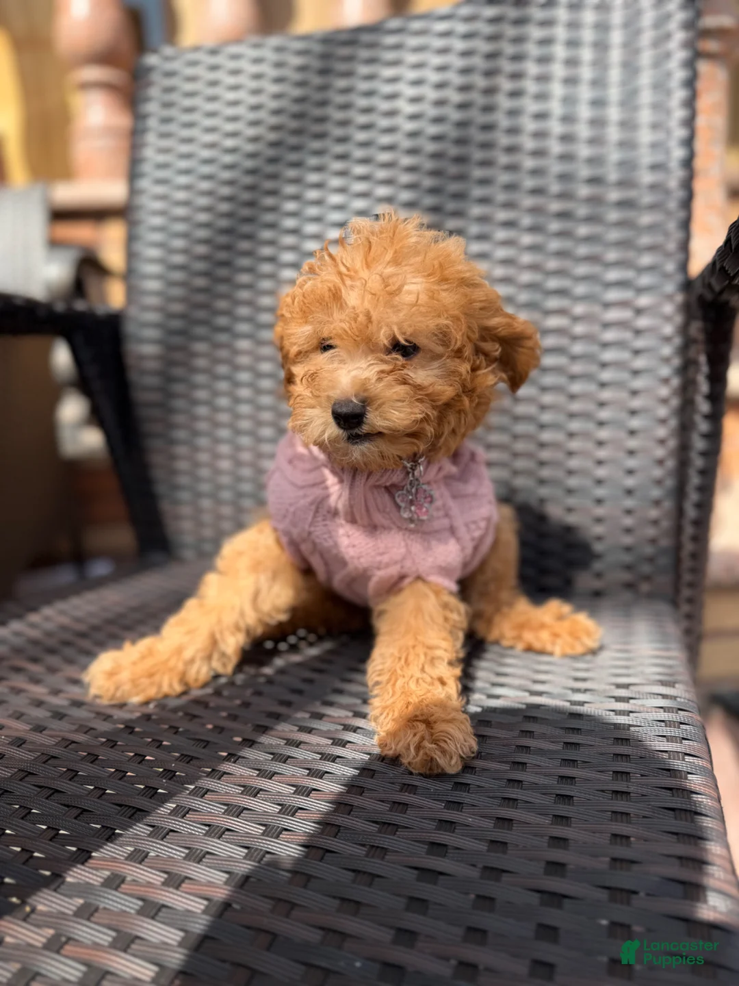 Miniature Poodle dogs for sale: Lola - Ad 1