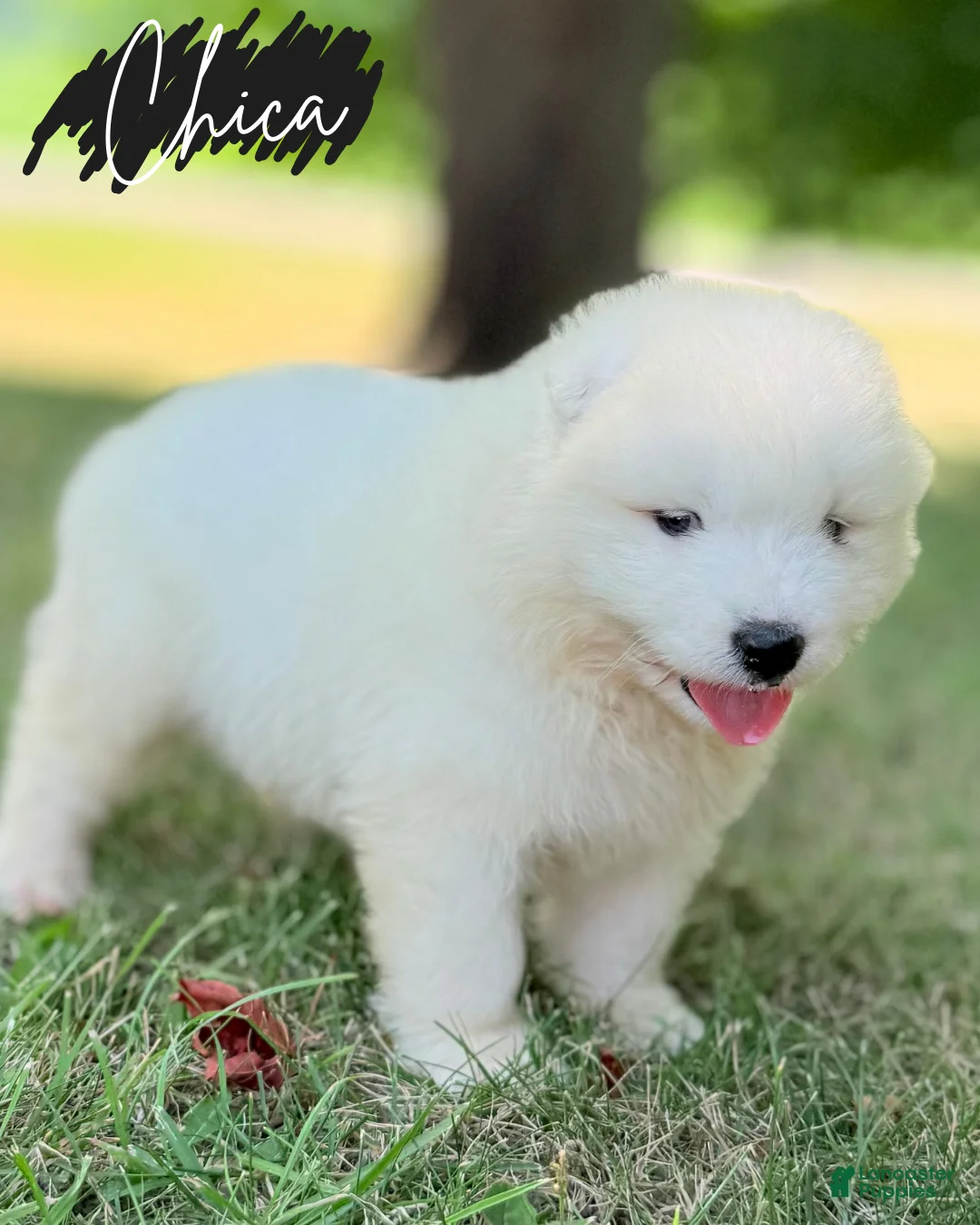 Samoyed dogs for sale: Chica - Ad 4