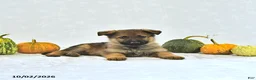 German Shepherd dogs for sale: Sandy - Ad 4