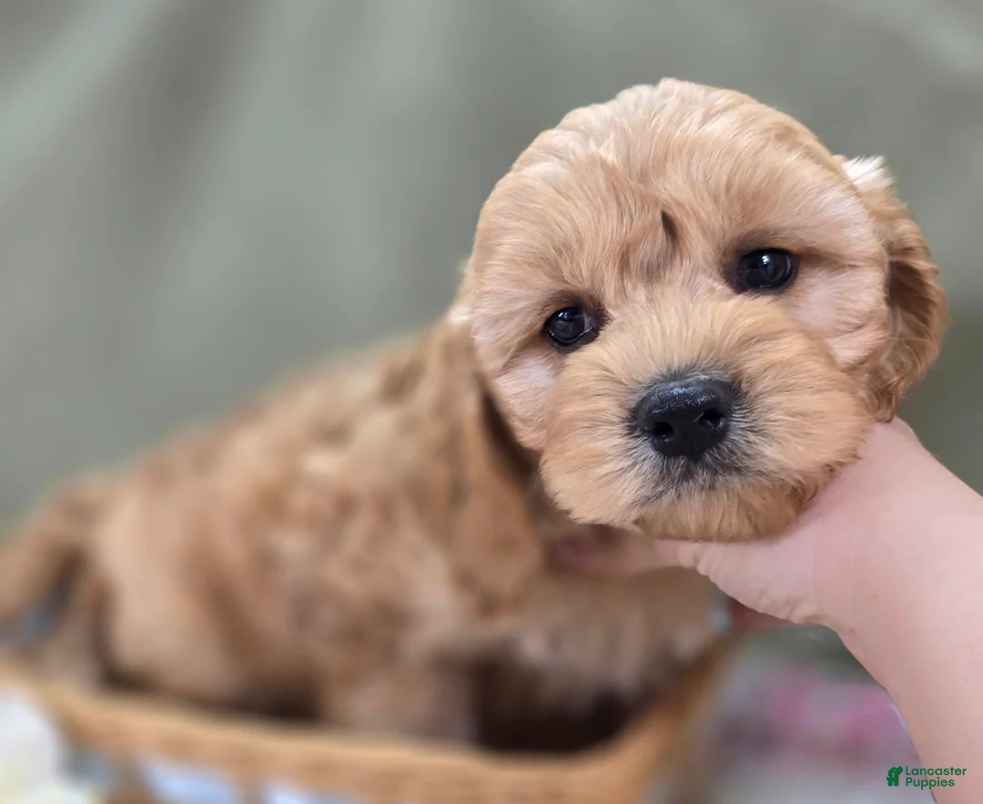 Cockapoo dogs for sale: Knotty - Ad 2