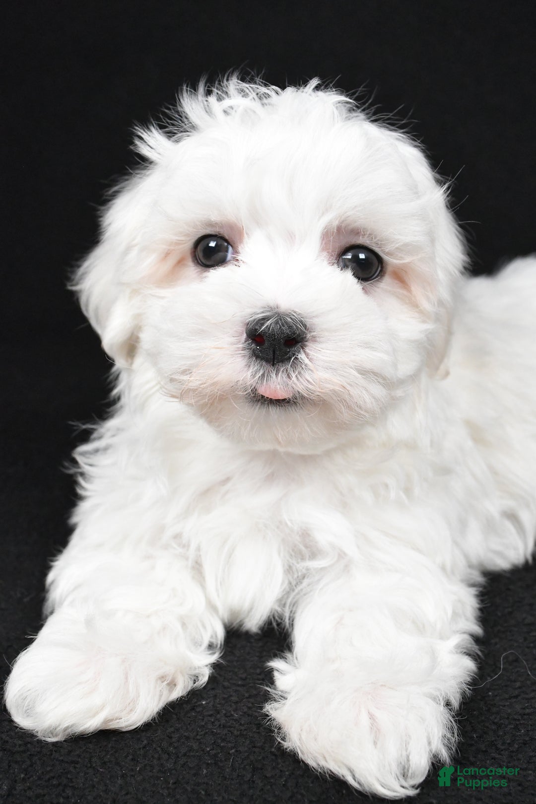 Maltese dogs for sale: Waldo - Ad 3