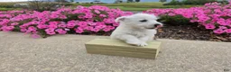 West Highland Terrier dogs for sale: Parker - Ad 3