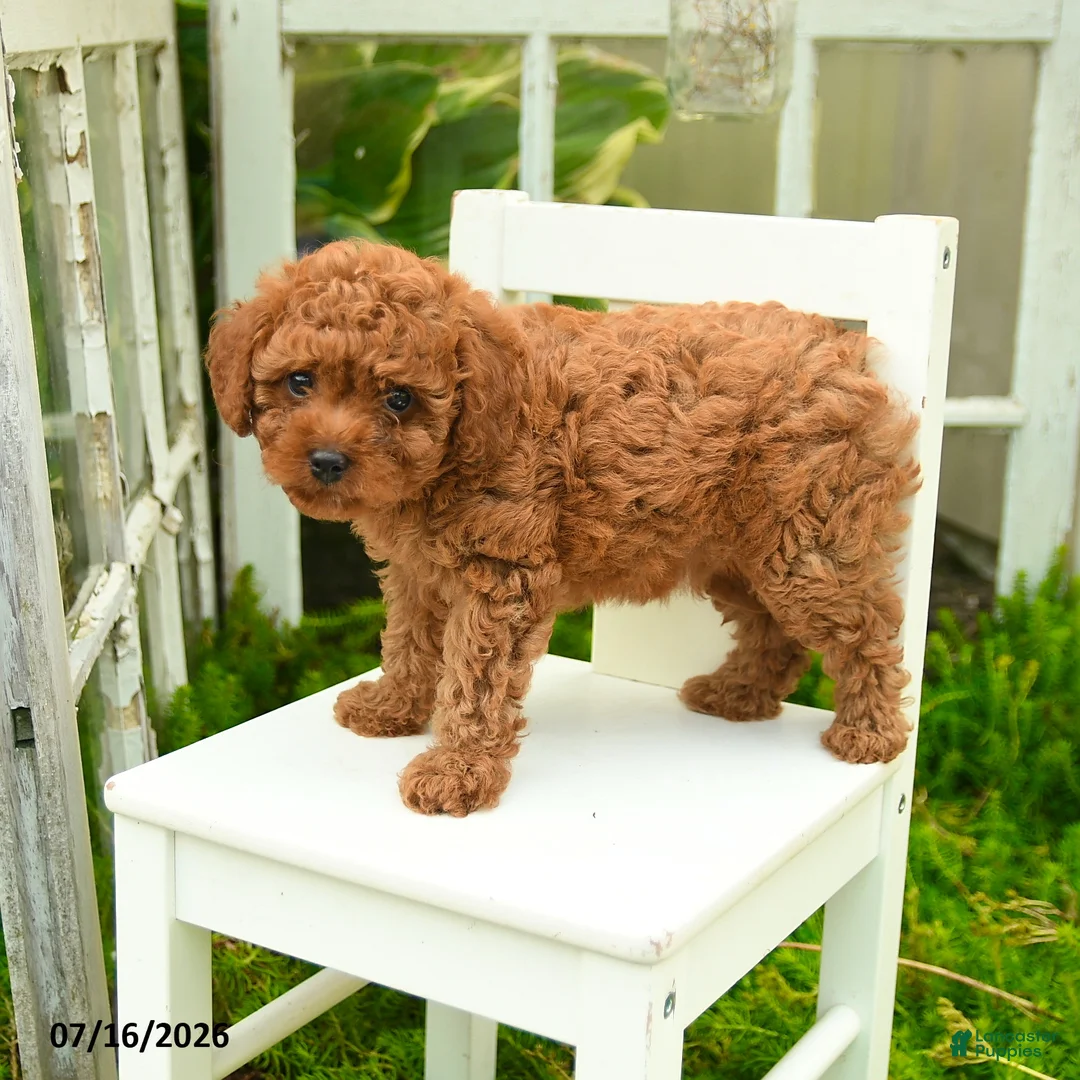 Cavapoo dogs for sale: Charlie - Ad 2