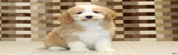 Mini Bernedoodle dogs for sale: Honey - Ad 3