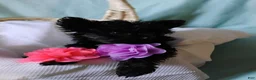 Shorkie dogs for sale: Asia - Ad 4