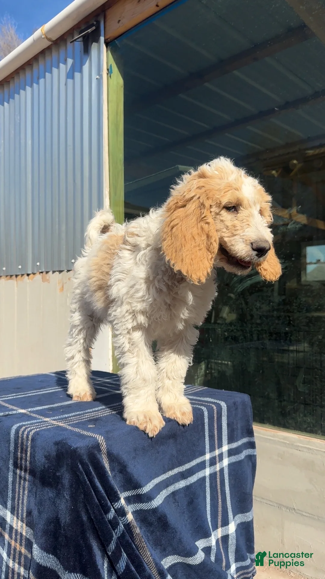 Goldendoodle dogs for sale: Lalita - Ad 3