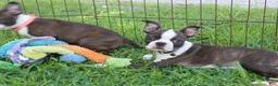 Boston Terrier dogs for sale: Lucy - Ad 4
