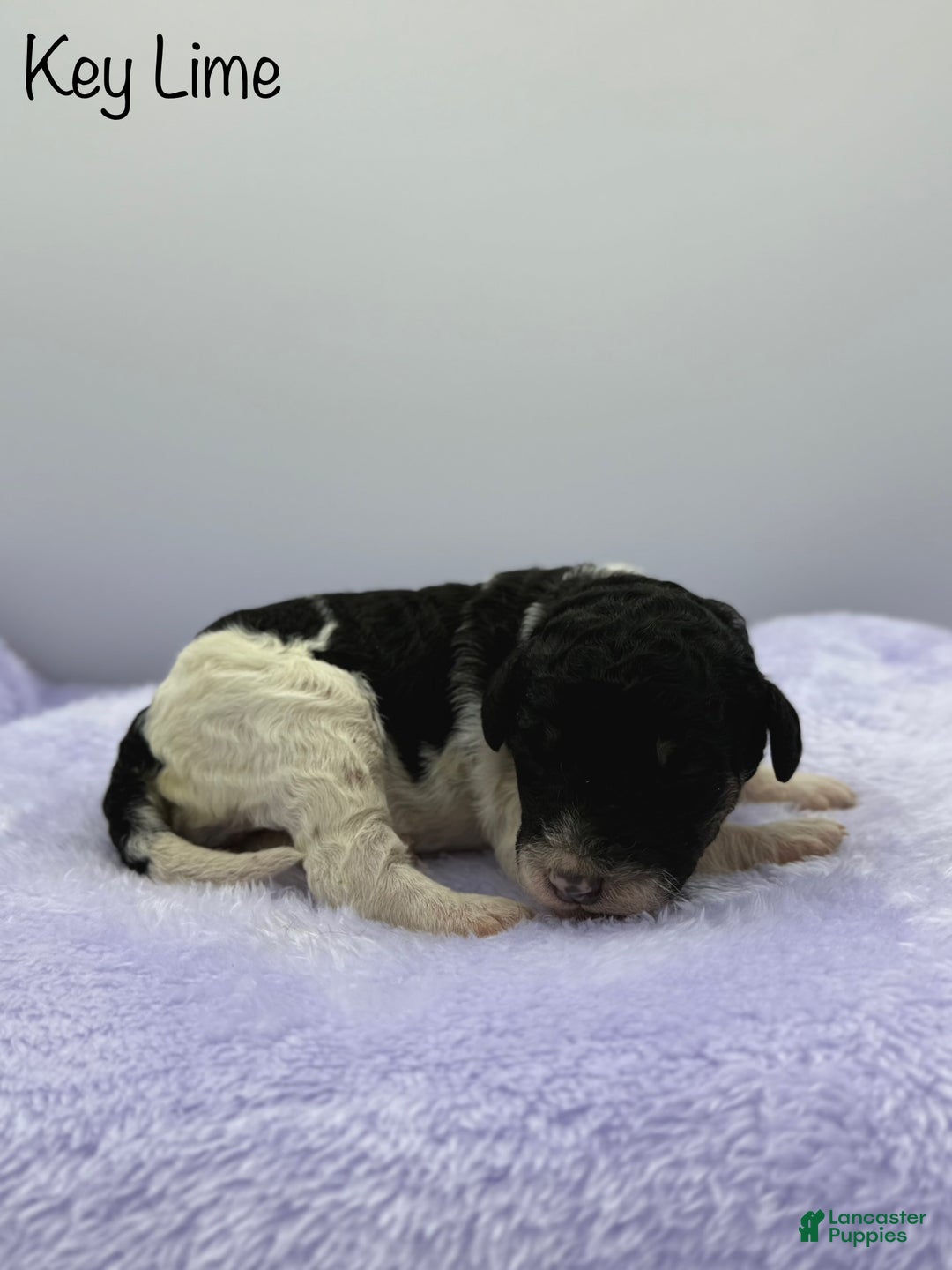 Sheepadoodle dogs for sale: Key Lime - Ad 7