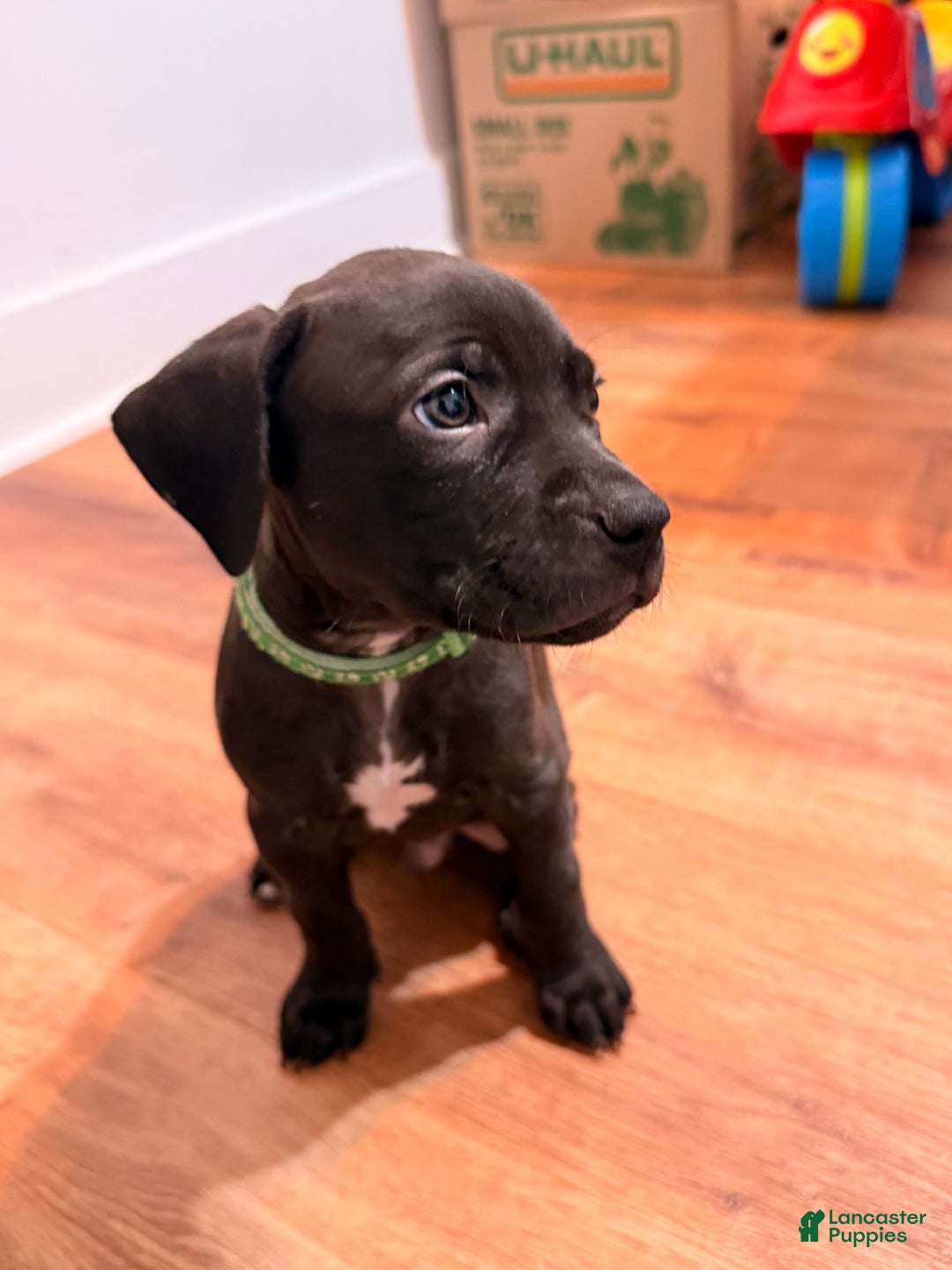 Mixed Breed dogs for sale: Pup Yellow - Ad 18